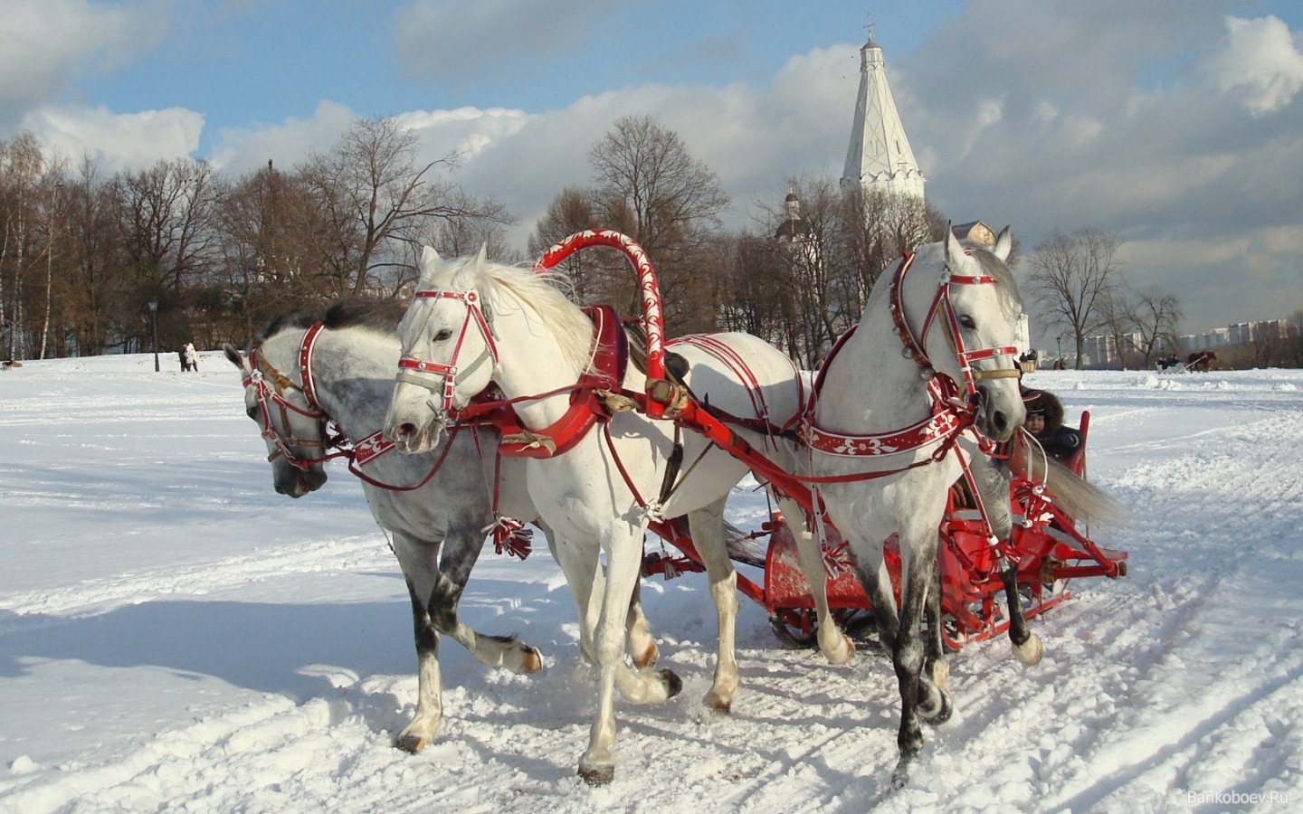 Русская тройка белых лошадей с санями - дочь индоевропейской колесницы?